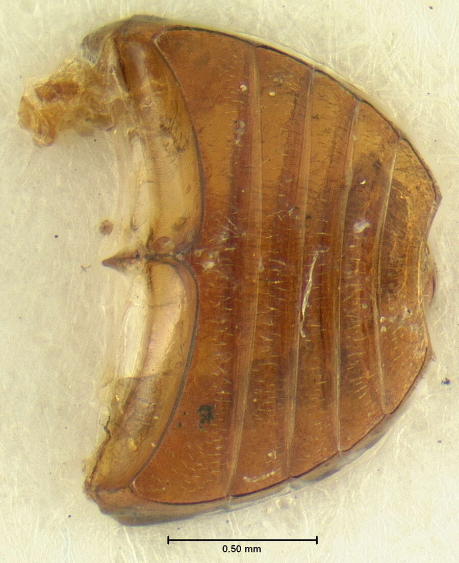 Image of Leiodes interjecta Baranowski 1993