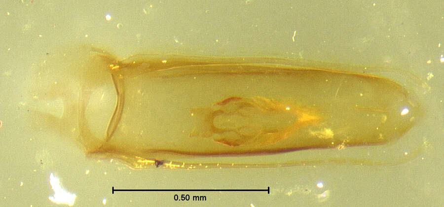 Image of Leiodes interjecta Baranowski 1993