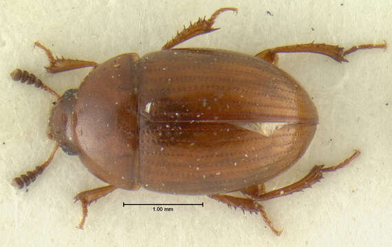 Image of Leiodes interjecta Baranowski 1993