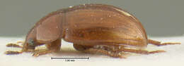 Image of Leiodes interjecta Baranowski 1993