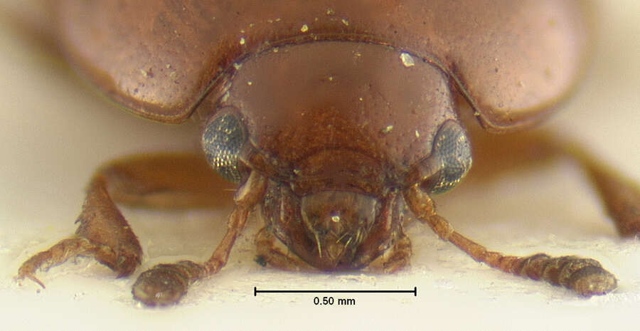 Image of Leiodes interjecta Baranowski 1993