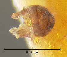 Слика од Cylindrarctus onaga Chandler 1988