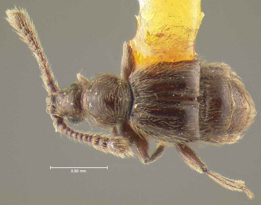 Слика од Cylindrarctus onaga Chandler 1988