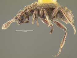 Image of Cylindrarctus onaga Chandler 1988