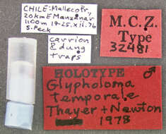 Image of Glypholoma temporale Thayer & Newton 1979