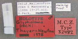 Image of Glypholoma pecki Thayer & Newton 1979