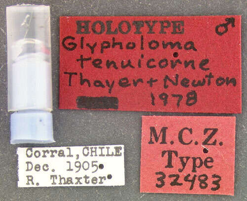 Image of Glypholoma tenuicorne Thayer & Newton 1979