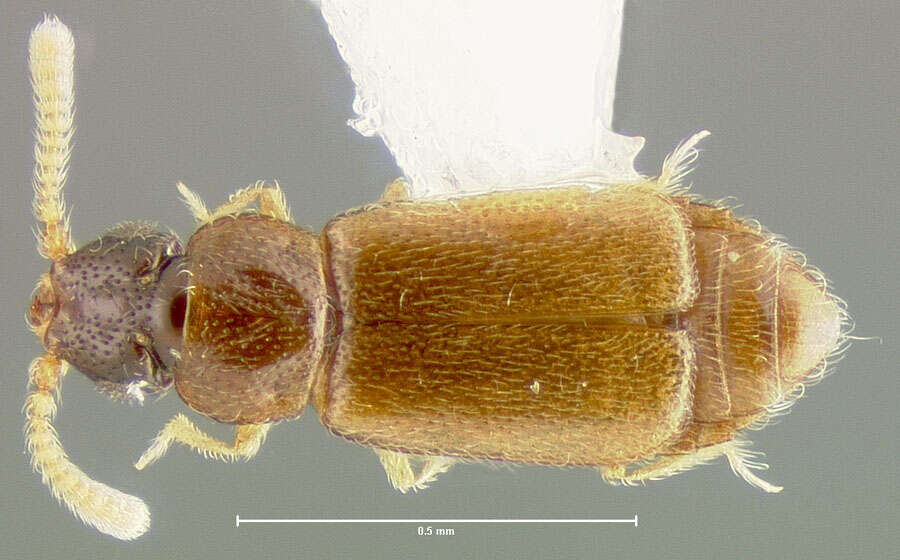 Image of Metacorneolabium batyle Thayer 1985