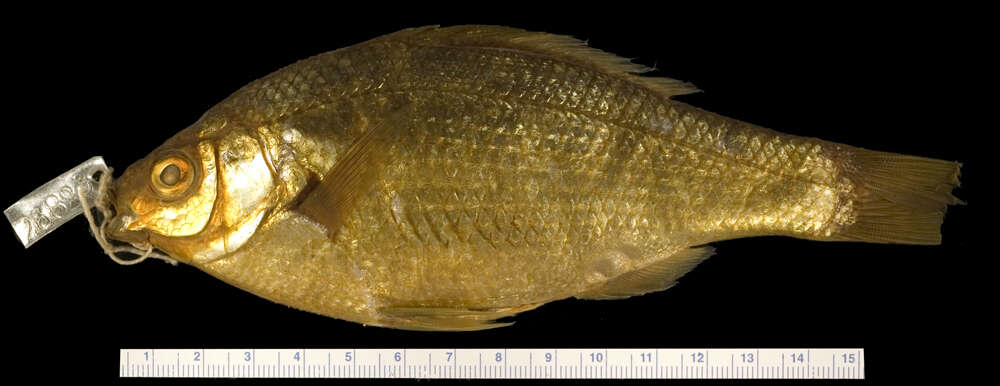 Image of Reef perch