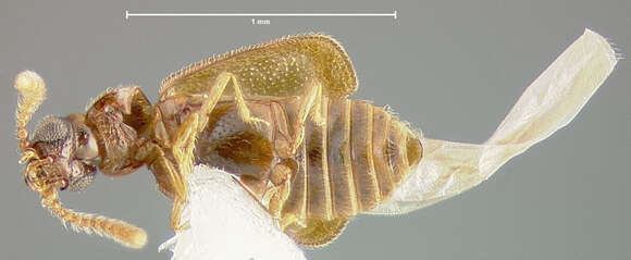 Image of Metacorneolabium exochlum Thayer 1985