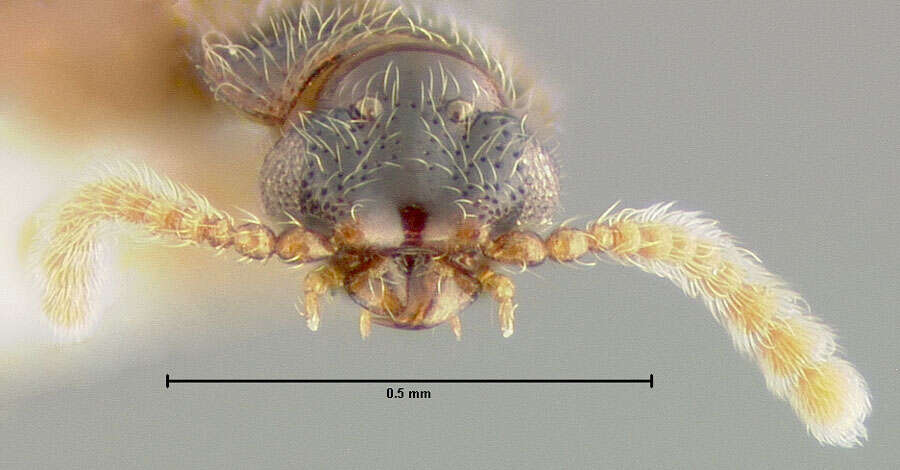 Image of Metacorneolabium exochlum Thayer 1985