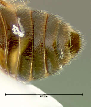 Image of Metacorneolabium pilatum Thayer 1985