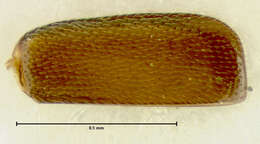 Image of Metacorneolabium pilatum Thayer 1985