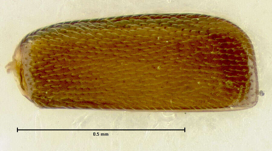 Image of Metacorneolabium pilatum Thayer 1985