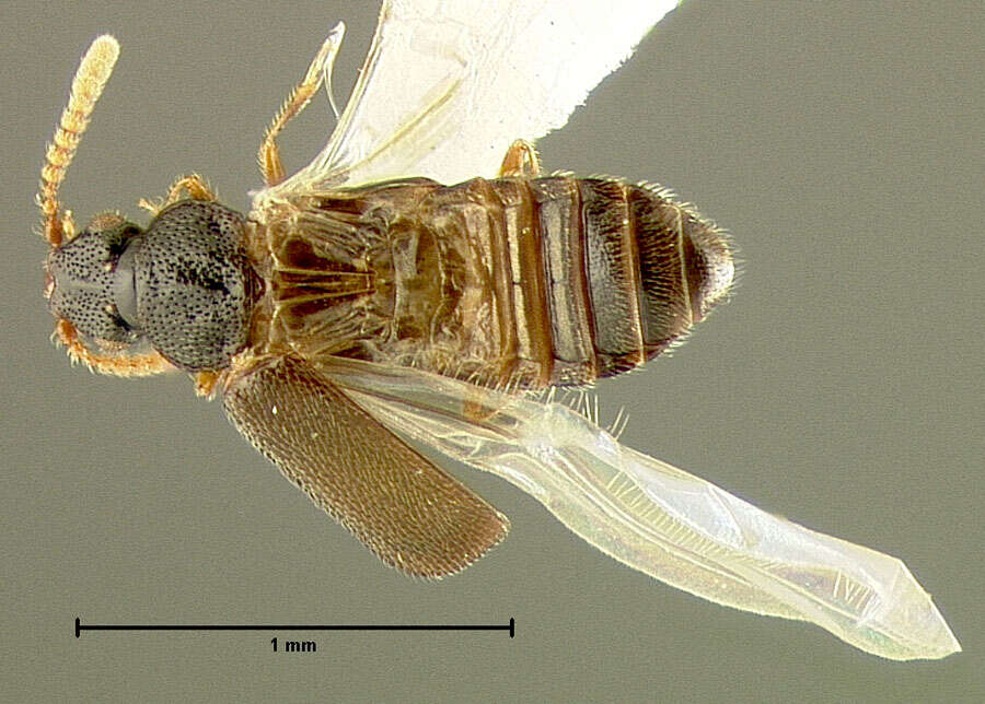 Image of Metacorneolabium pilatum Thayer 1985