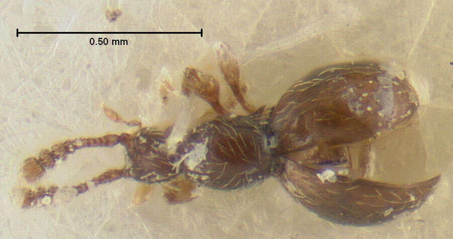 Euconnus (Tetramelus) caledonensis Franz 1979 resmi