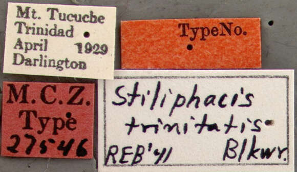 Image of Stiliphacis trinitatis Blackwelder 1943