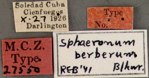 Image of Sphaeronum berberum Blackwelder 1943