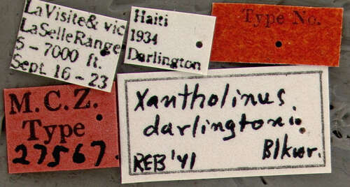 Image de Xantholinus darlingtoni Blackwelder 1943