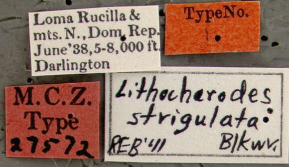 Image of Lithocharodes strigulatus Blackwelder 1943