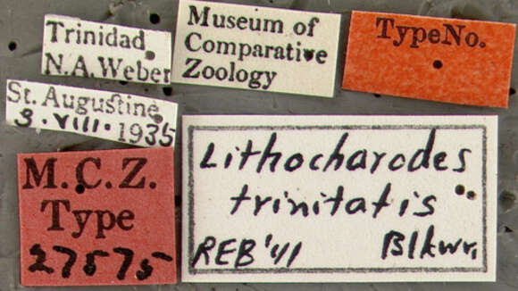 Image of Lithocharodes trinitatis Blackwelder 1943