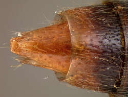 Image of Araeocerus elegans Fall 1932