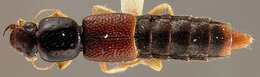 Image of Araeocerus elegans Fall 1932