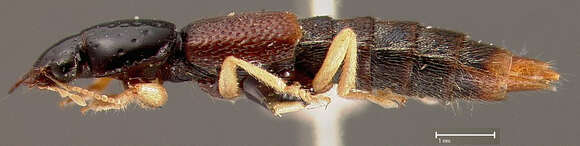 صورة Araeocerus