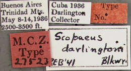 Image of Scopaeus darlingtoni Blackwelder 1943