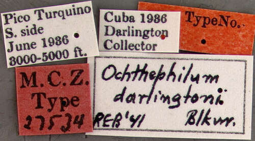 Ochthephilum darlingtoni Blackwelder 1943 resmi