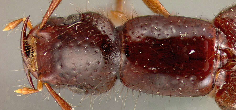 Image of Biocrypta trinitatis Blackwelder 1943