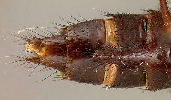 Image of Biocrypta cubensis Blackwelder 1943