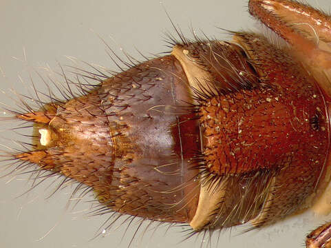 Image of Biocrypta densa Blackwelder 1943