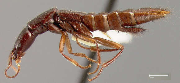 Image of Biocrypta jamaicensis Blackwelder 1943