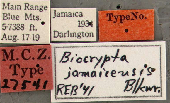 Image of Biocrypta jamaicensis Blackwelder 1943