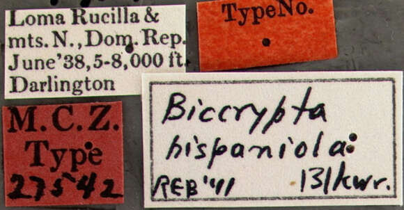 Image of Biocrypta hispaniola Blackwelder 1943