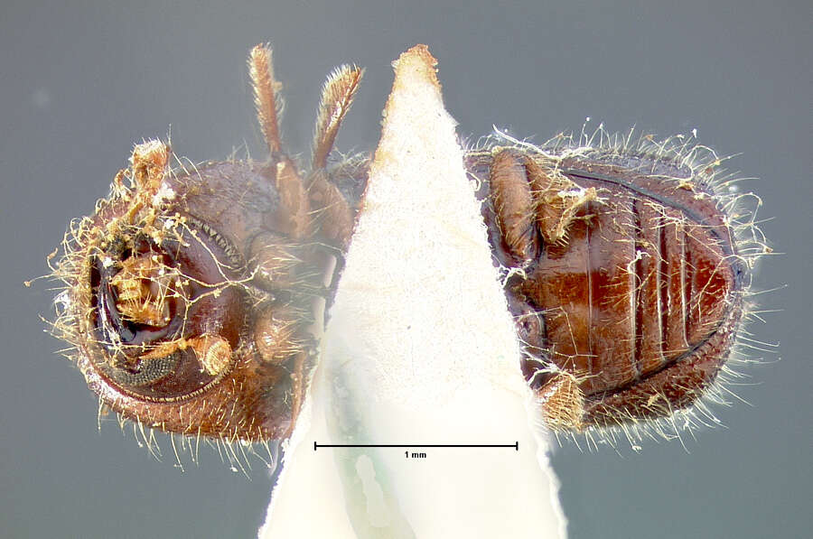 Image of Xyleborus tachygraphus Zimmermann 1868