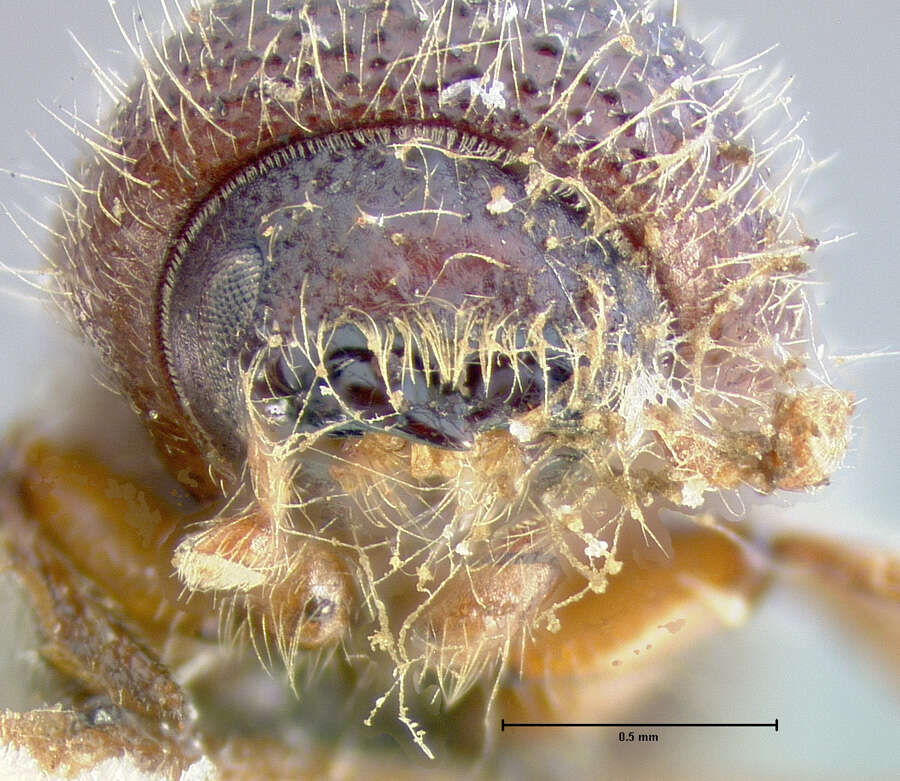 Image of Xyleborus tachygraphus Zimmermann 1868