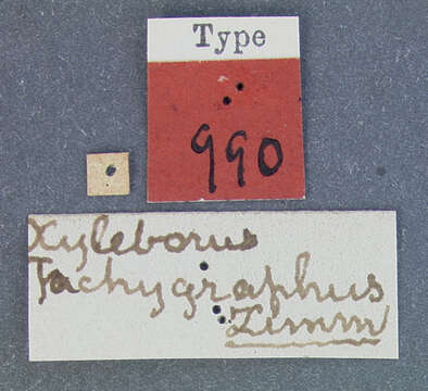 Image of Xyleborus tachygraphus Zimmermann 1868