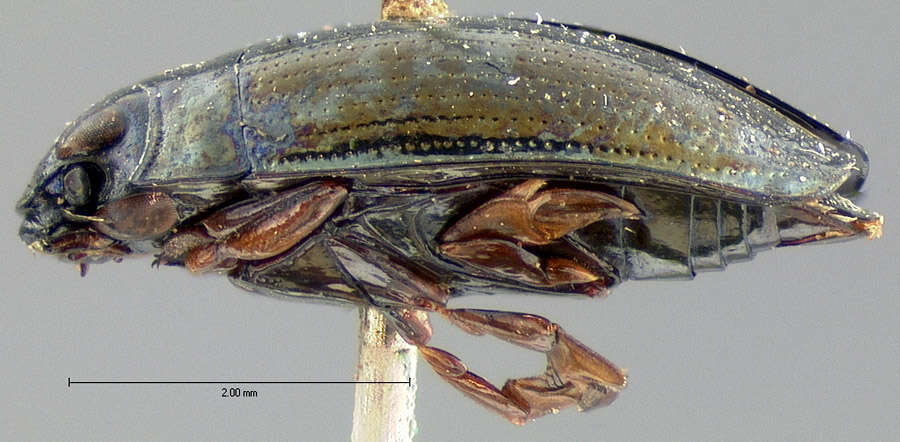 Image of whirligig beetles