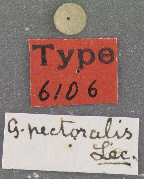 Image of Gyrinus pectoralis Le Conte 1868