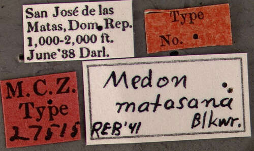Image of Medon matasana Blackwelder 1943