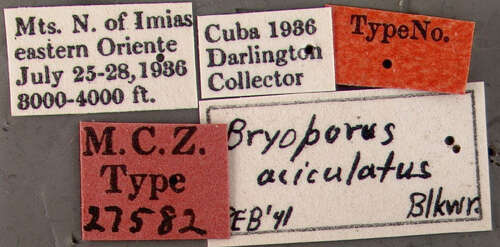 Image of Bryoporus aciculatus Blackwelder 1943