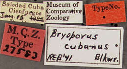 Image of Bryoporus cubanus Blackwelder 1943