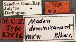 Image of Medon dominicanus Blackwelder 1943