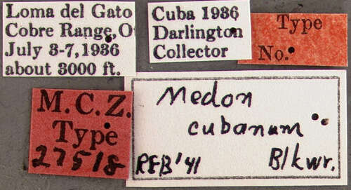 Image of Medon cubanus Blackwelder 1943