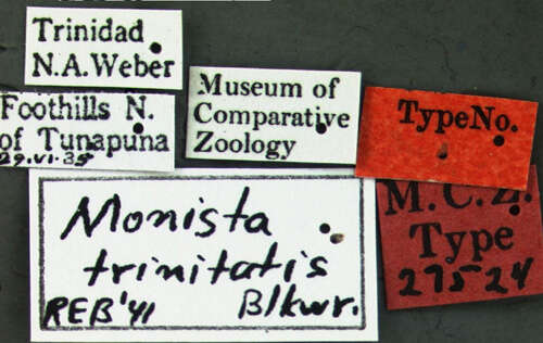 Image of Monista trinitatis Blackwelder 1943