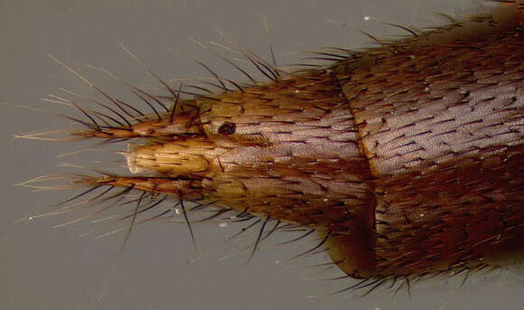 Image of Lathrobium dominicanum Blackwelder 1943