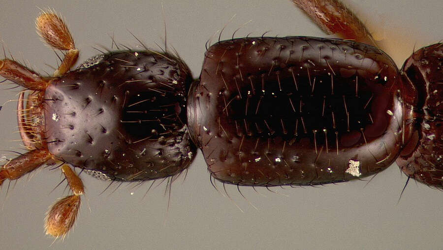 Image of Lathrobium dominicanum Blackwelder 1943