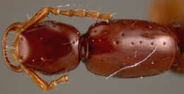 Image of Cylindroxystus